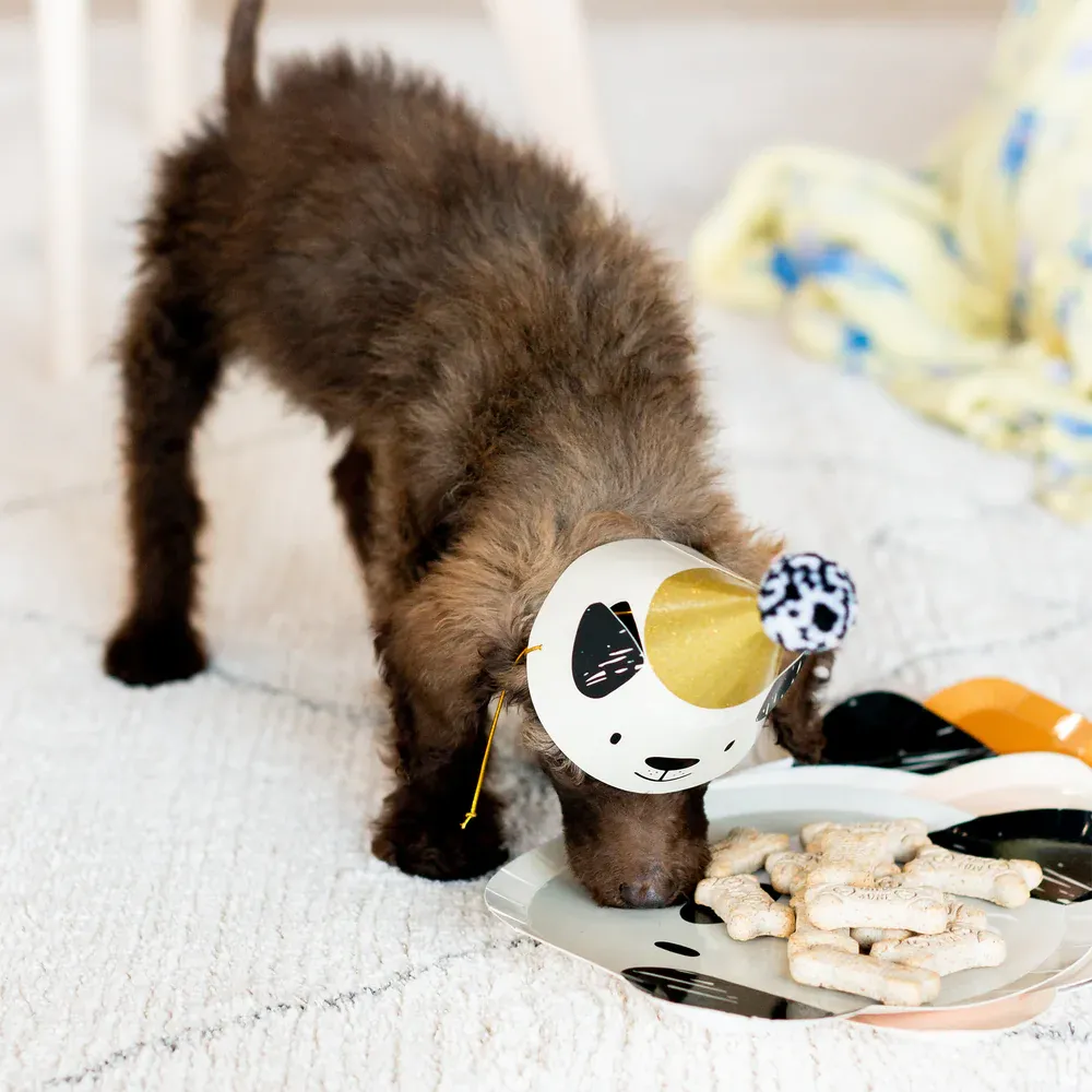 BOW WOW PARTY HATS